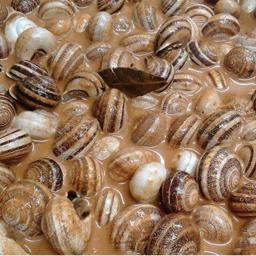 Caracoles al mole poblano