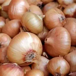 Cebolla